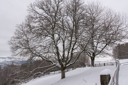 Mount Gurten, Bern in Winter, Switzerland, Europeの写真素材