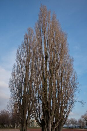 Trees in winter, Neuchatel town, Switzerland, Europeの写真素材