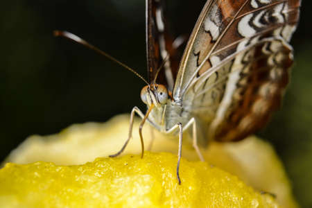 Butterfly sucking watermelonの写真素材