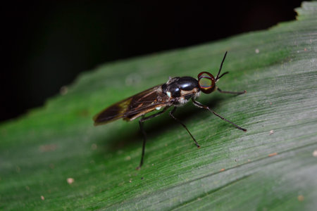 Soldier fly on palm leaf