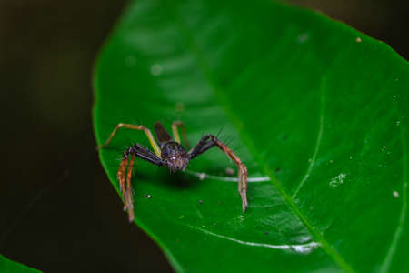 Lynx spideron a leafの写真素材