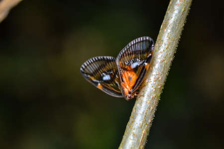 tree hopper shows its wingsの写真素材