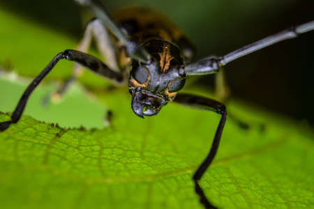 long horned beetle on green leafの写真素材