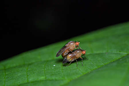 fruit flies mating on green leaf with black backgroundの写真素材