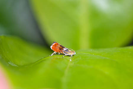A tiny colorful moth on leafの写真素材