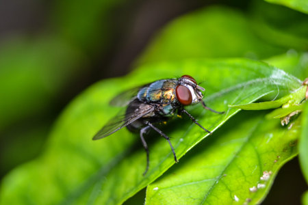 A blue bottle fly on a leaf