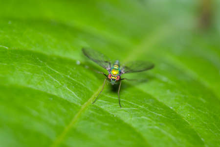 A long legged fly on a leafの写真素材