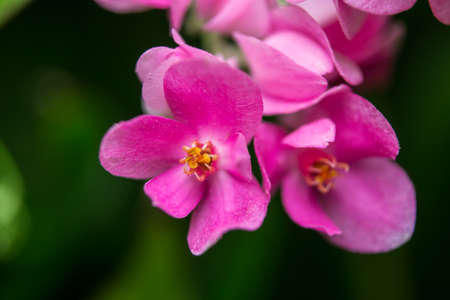 Mexican creeper flowers close upの写真素材