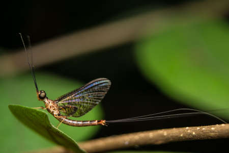 a may fly on a leafの写真素材