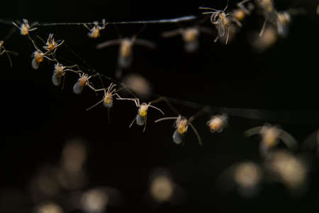 A group of tiny insects hanging on webの写真素材