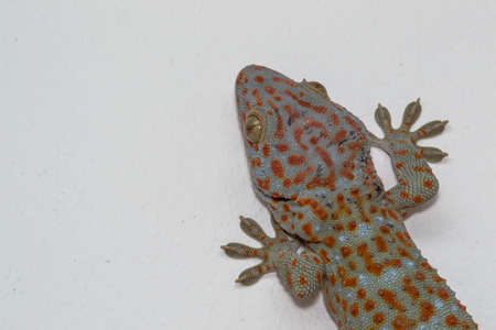 A tokay gecko on white backgroundの写真素材