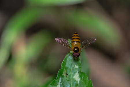 A hoverfly on a leafの写真素材