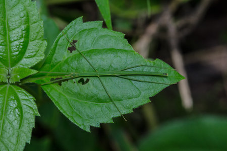 A green stick grasshopper camouflage on a leaf