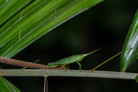 A green grasshopper on a palm stem