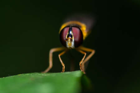 A hoverfly on a leafの写真素材