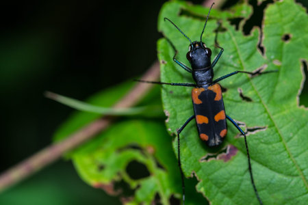 A tiger beetle on green leaf