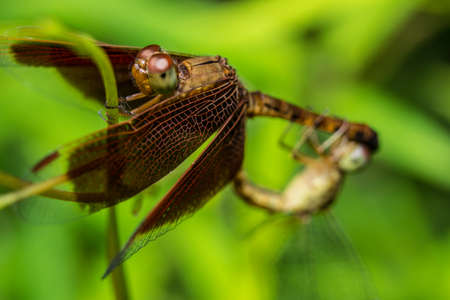 dragonflies matingの写真素材