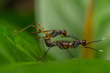Stilt-legged fly matingの写真素材