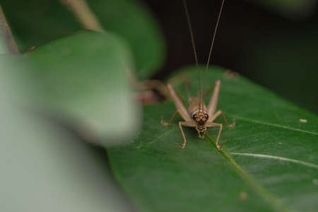 A cricket on a leafの写真素材