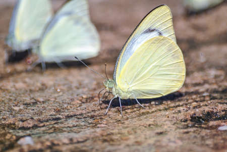 Common Albatross butterflyの写真素材