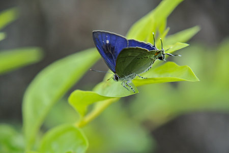 A common tit butterfly on a leaf