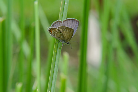 A plain cupid butterfly on a grass leafの写真素材