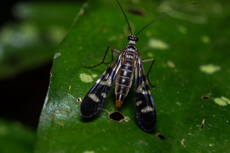 A female scorpion fly on a leaf