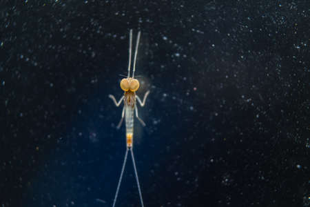A mayfly with dark blue backgroundの写真素材