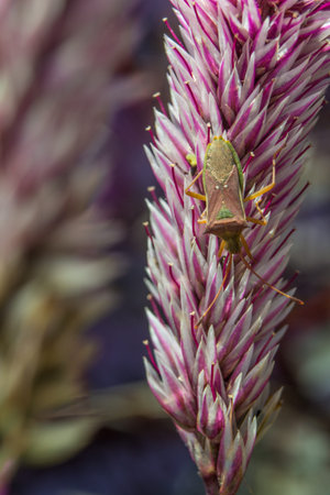 A stink bug on cockscomb flower