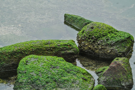 Moss on sea rocks
