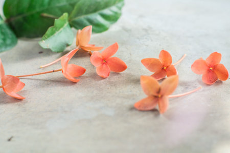 West Indian jasmine  flowers on ground