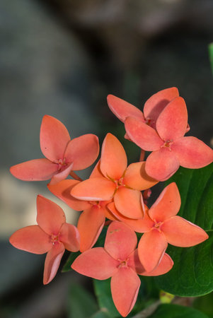 West Indian jasmine  flowers
