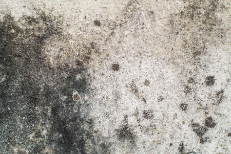 Mold on concrete wallの写真素材