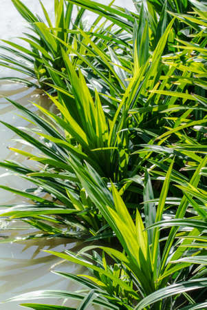 Pandan leaf close upの写真素材