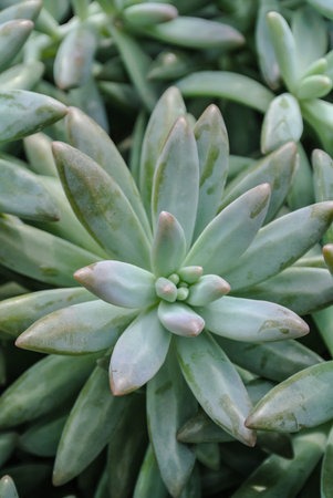 Succulents close up