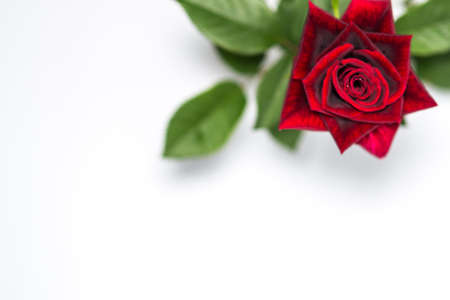 red rose with white backgroundの写真素材