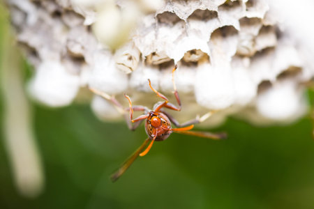 wasp taking care of pupae in the nest