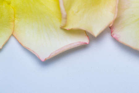 yellow rose petals on white backgroundの写真素材