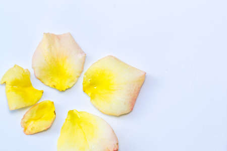 yellow rose petals on white backgroundの写真素材