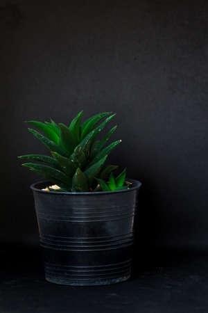 Haworthia in black pot with black backgroundの写真素材