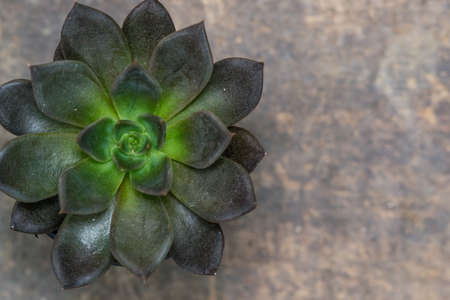 Echeveria Black Prince close up on wooden backgroundの写真素材