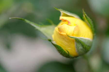 pink and yellow rose close upの写真素材