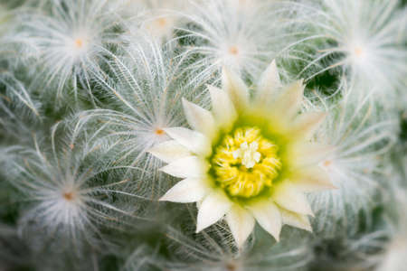 Mammillaria plumosa flower close upの写真素材