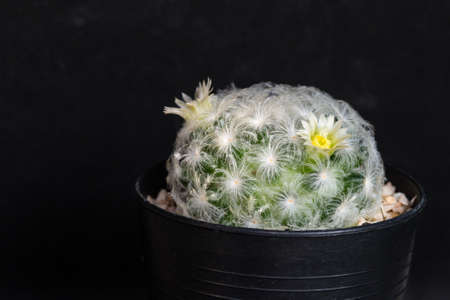 Mammillaria plumosa with black backgroundの写真素材