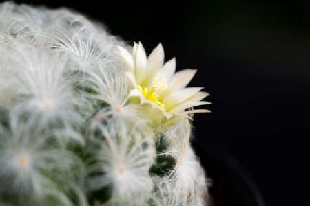 Mammillaria plumosa flower close upの写真素材