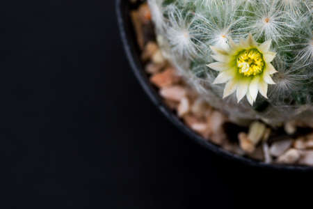 Mamillaria plumosa flower close upの写真素材