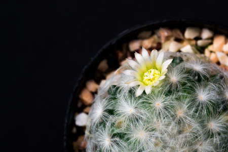Mamillaria plumosa flower close upの写真素材
