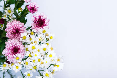 white and pink aster flowers close upの写真素材