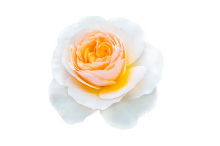 single rose on white backgroundの写真素材