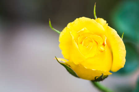 yellow rose close upの写真素材